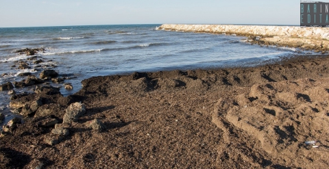 Bari e quel suo acre odore del mare: �� dato dalle preziose praterie di alghe e posidonia�